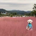 신기핑크뮬리공원