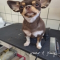 https://peton.me/data/file/addPlace/thumb/헬로펫_순천점_9-12_1.jpg