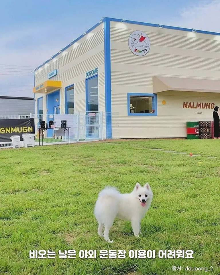 날아라멍멍