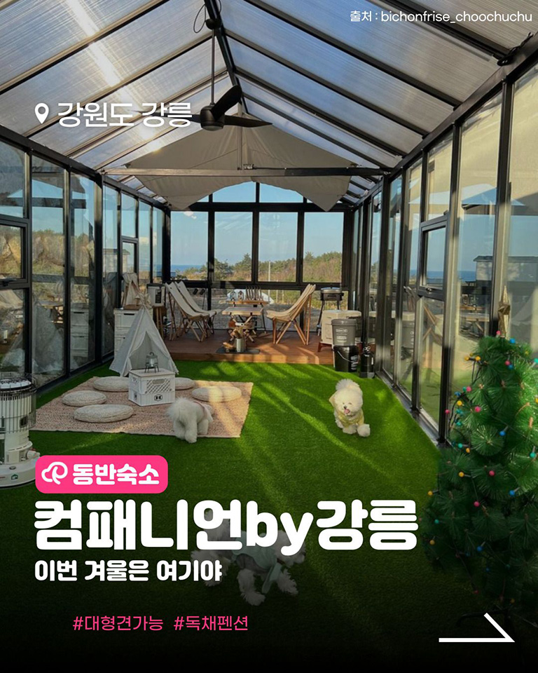 컴페니언바이 강릉