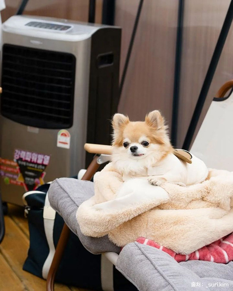 멍숲 애견운동장