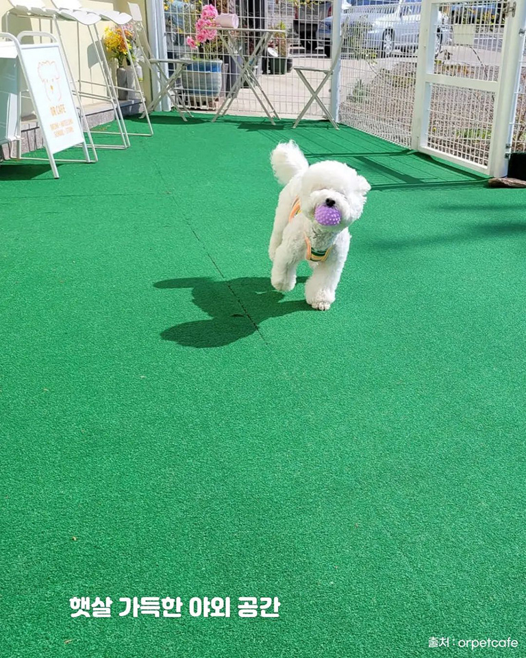 오알카페