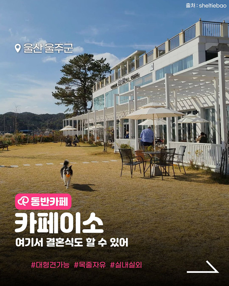 카페이소