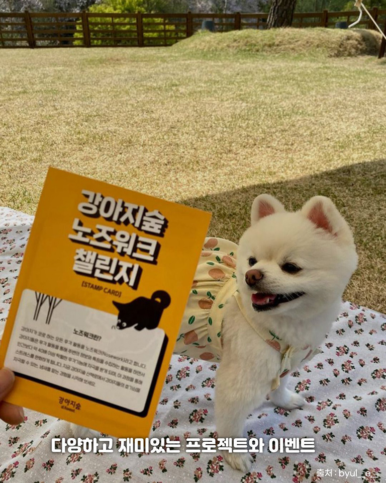강아지숲
