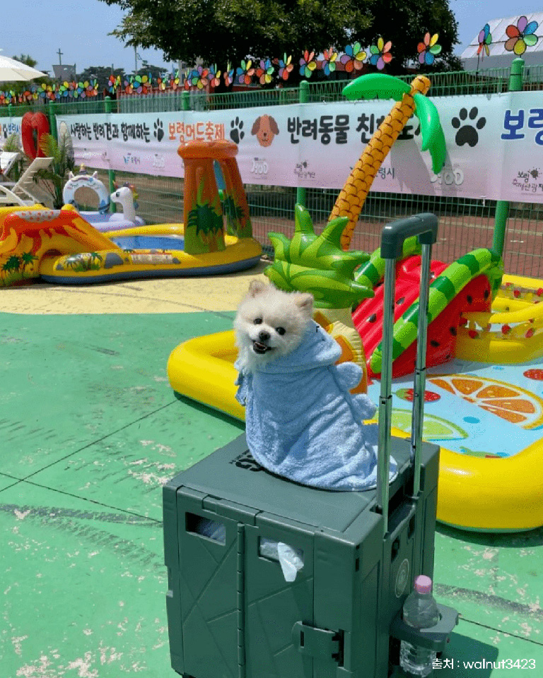 보령 머드축제