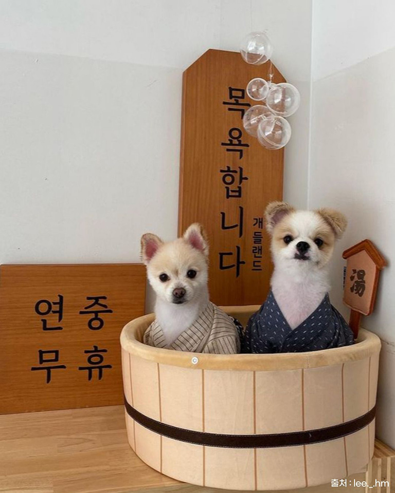 개들랜드