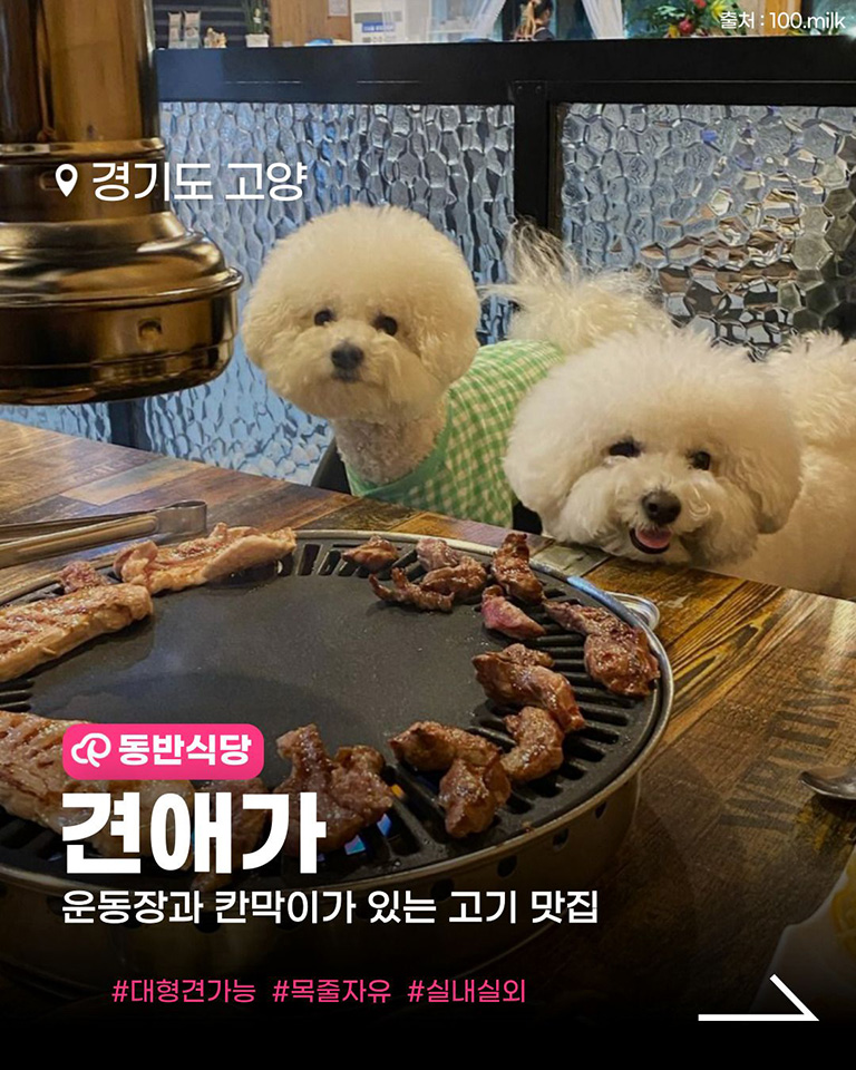 견애가