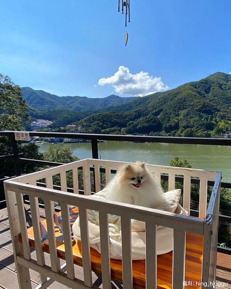 고우다