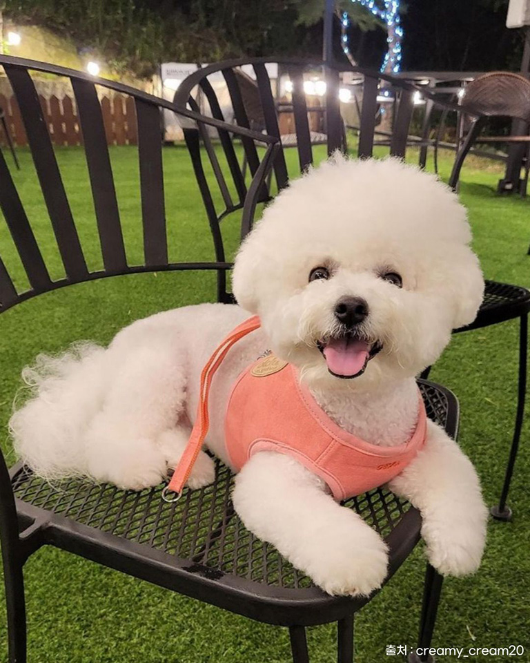 고우다