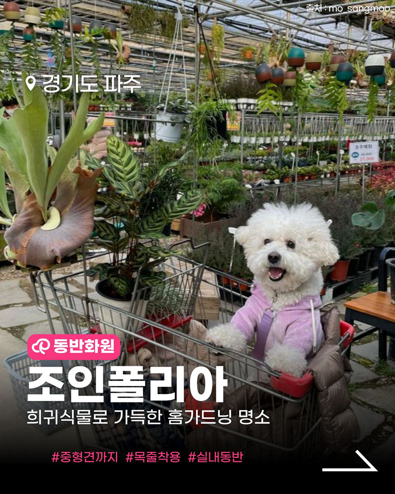 조인폴리아