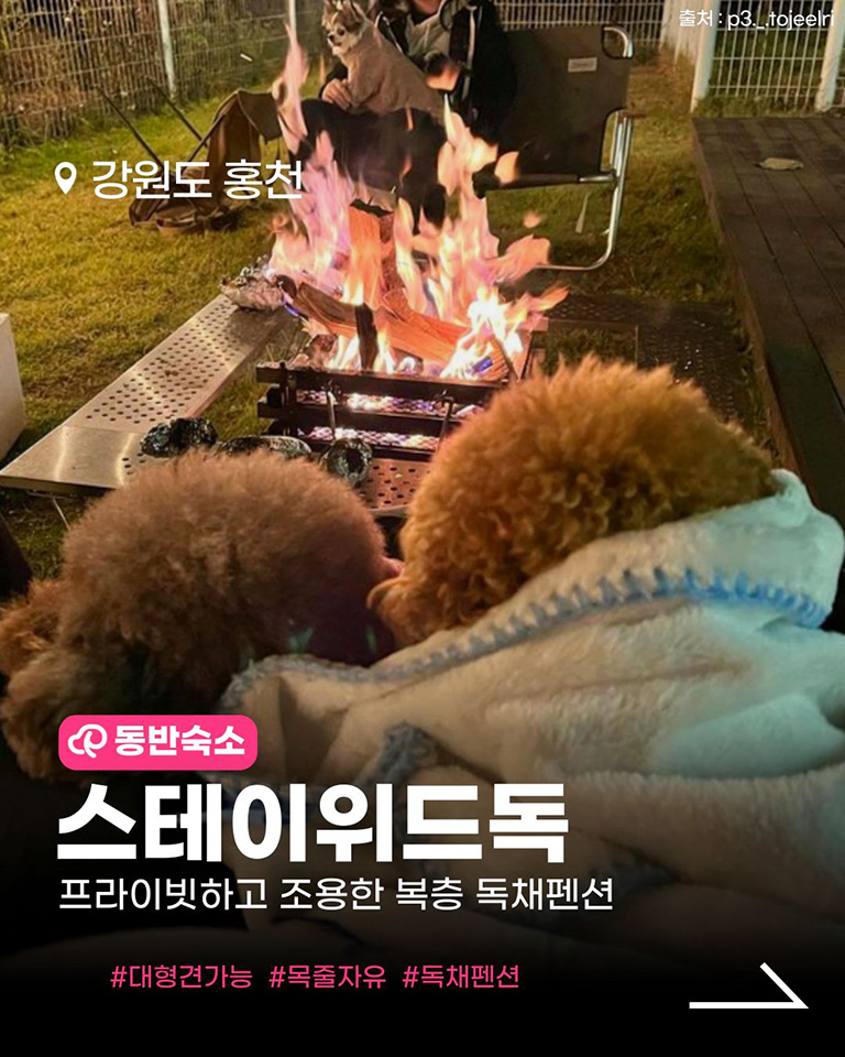 스테이위드독